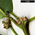SpeciesSub: subsp. estremadurensis SpeciesSub: subsp. estremadurensis